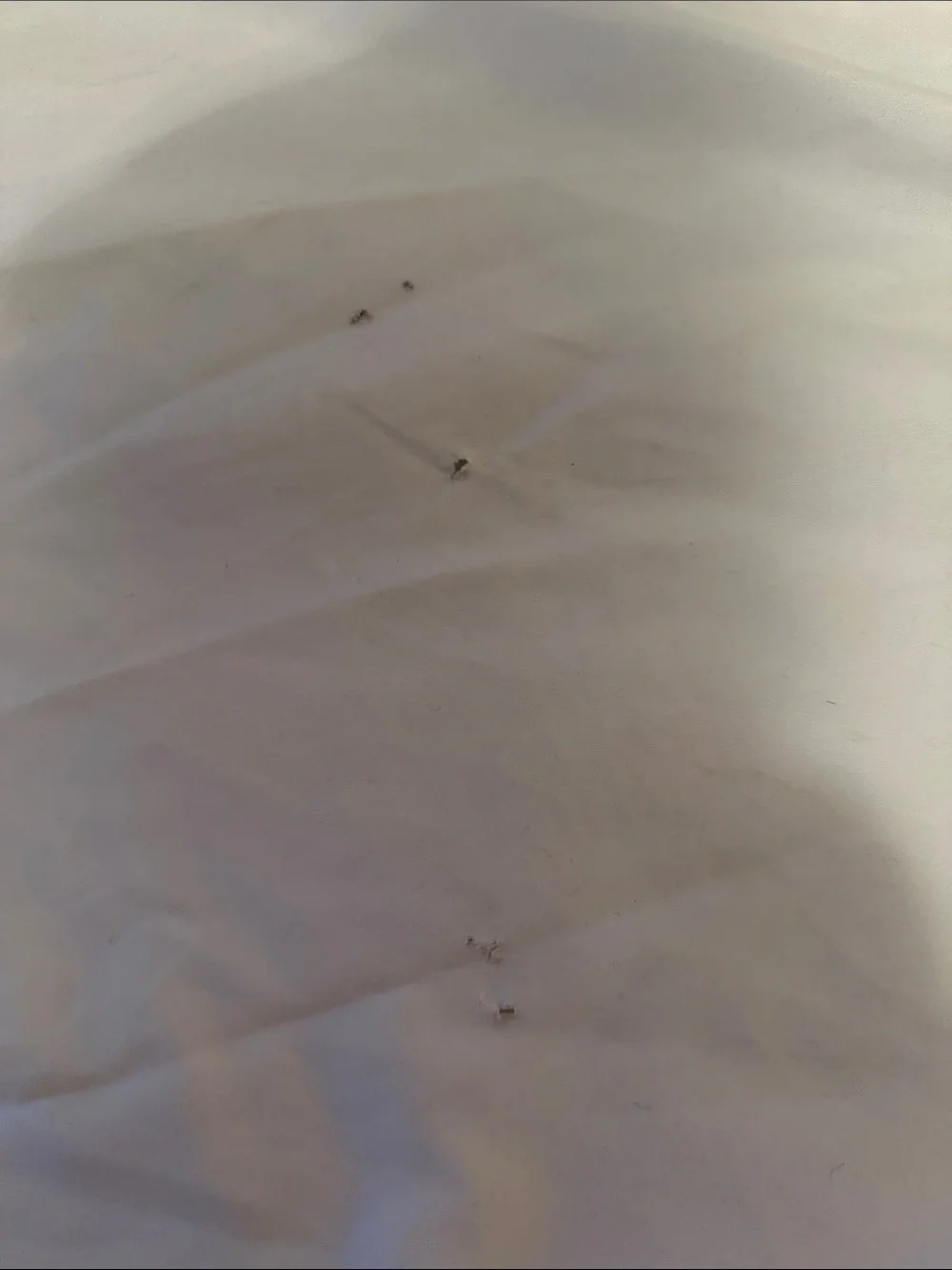 Ralph Lauren Elizabeth Paisley King Size Bed Skirt